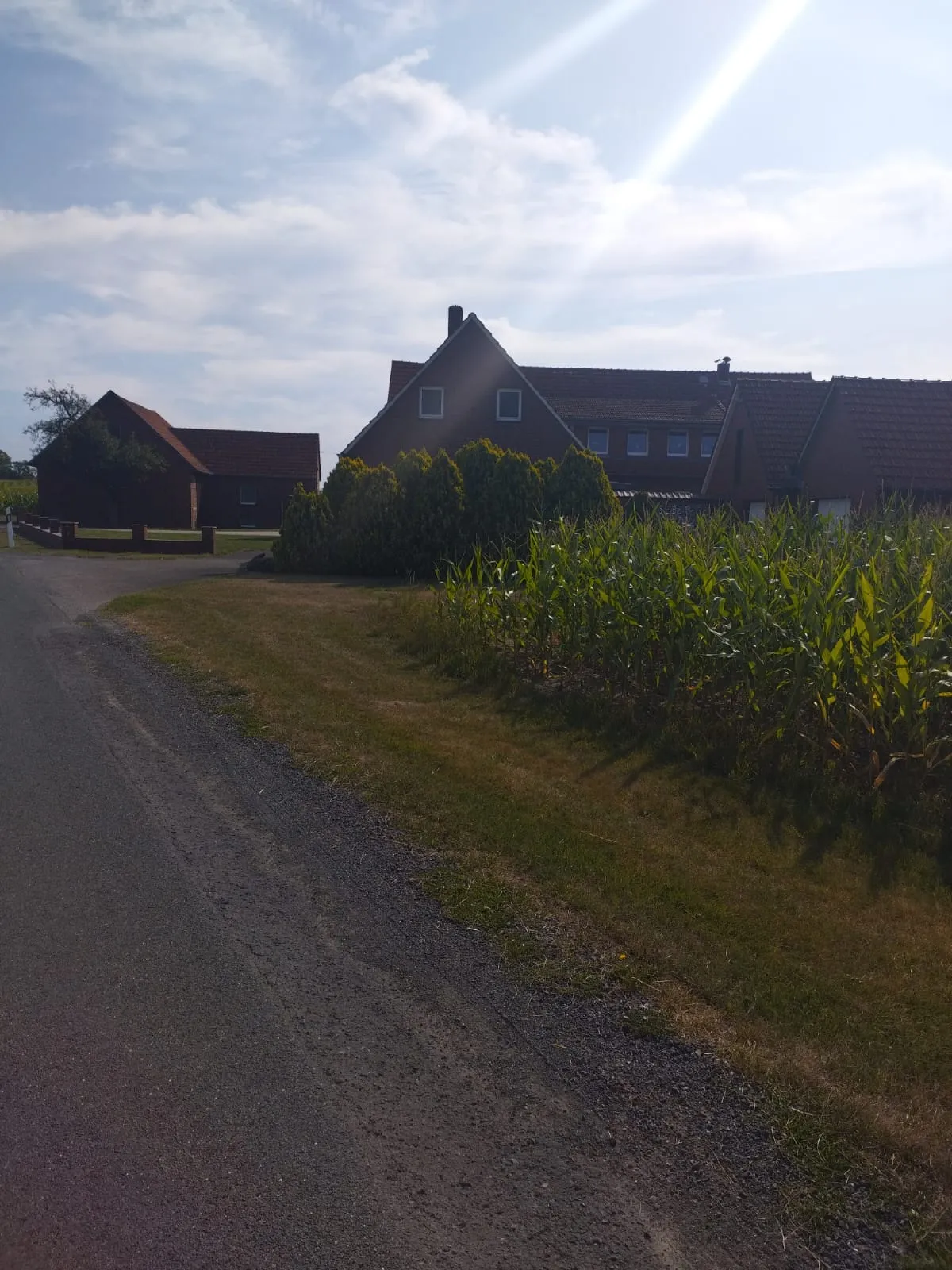 Une petite route passe entre une ferme et un champ de maïs