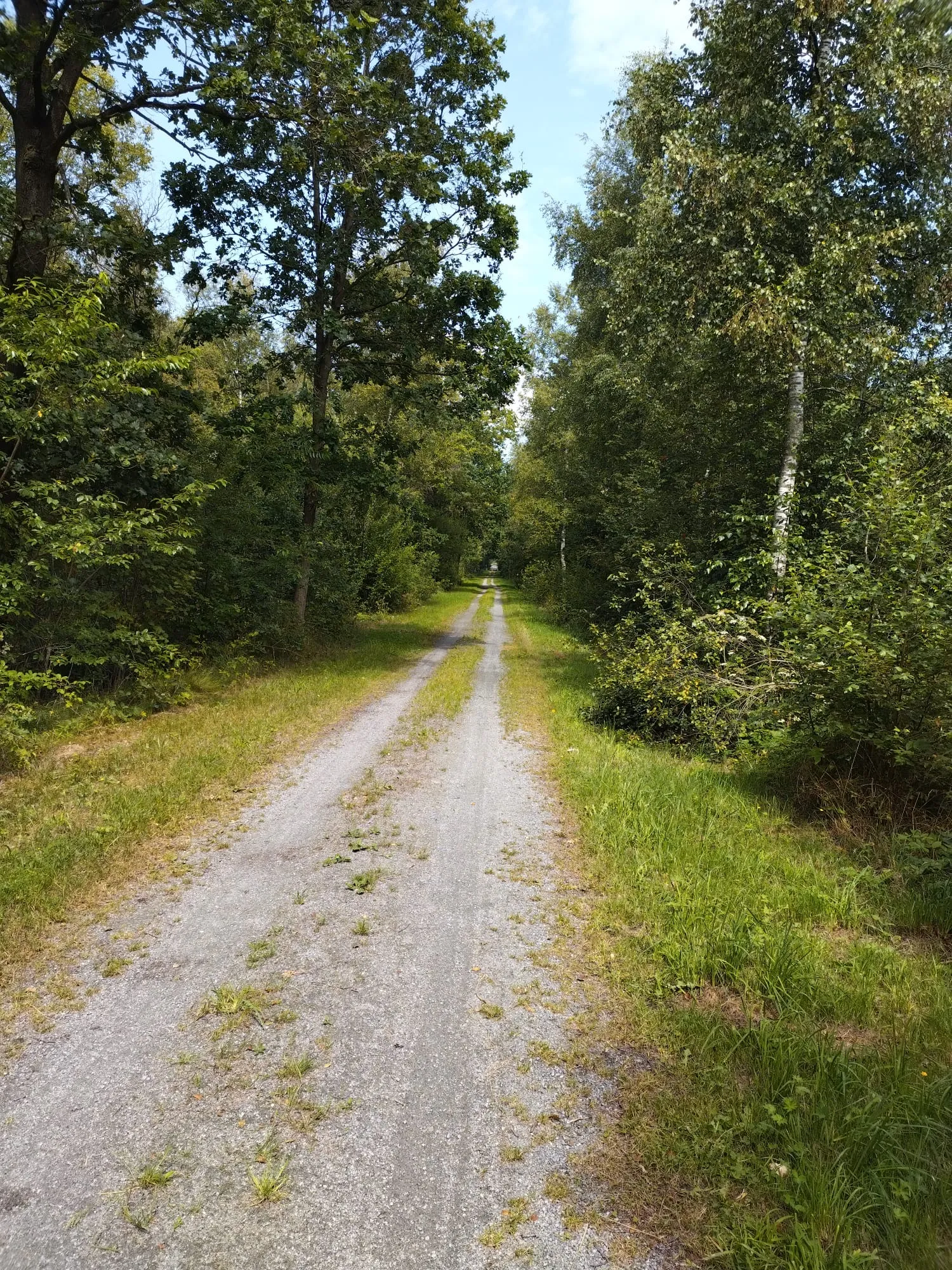 Un chemin clair traverse une forêt entre les arbres et les herbes hautes