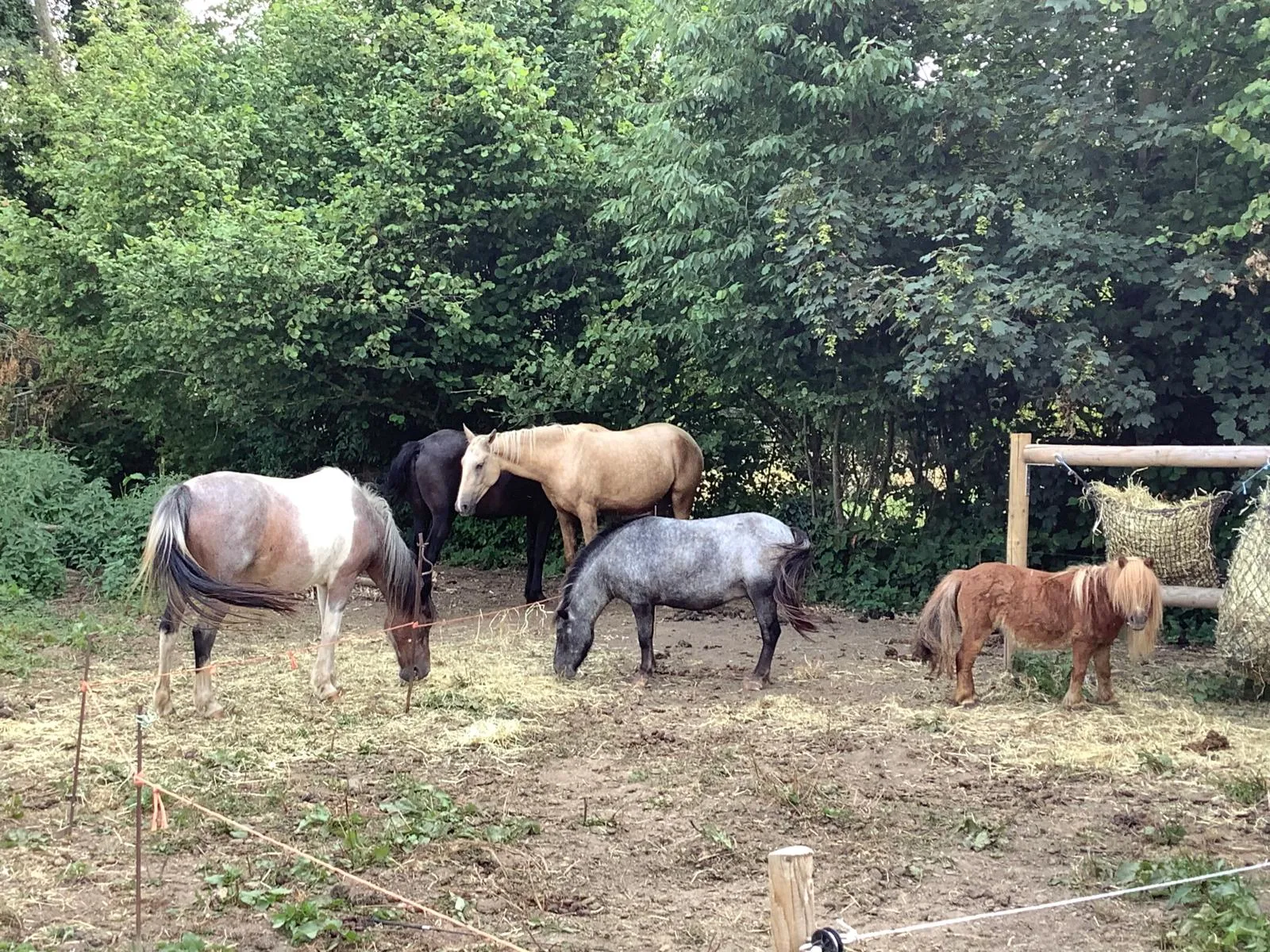 Des chevaux et des poneys dans un enclos près du relais