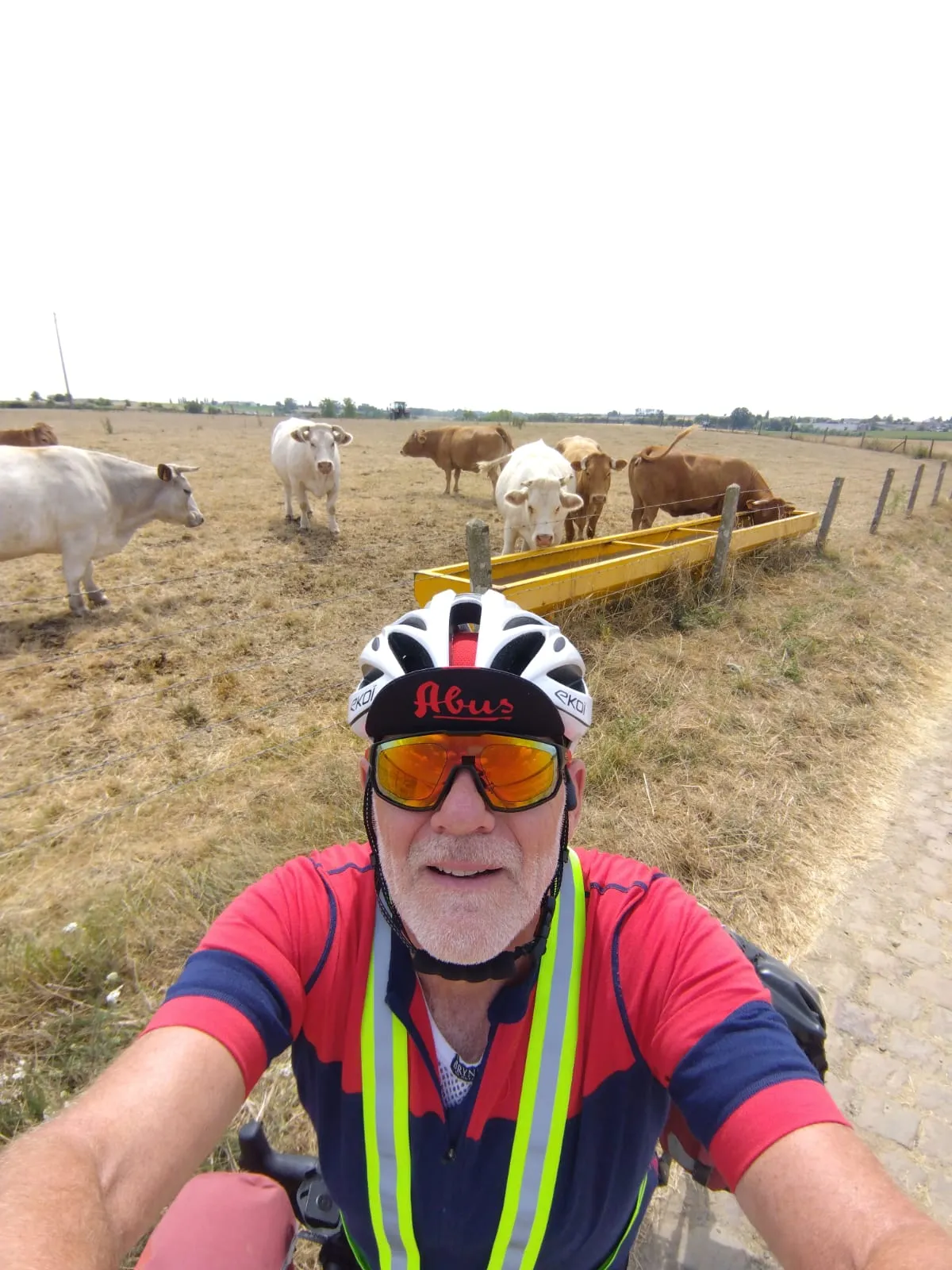 Jean-Pierre devant un troupeau de vaches au bord de la route
